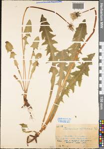 Taraxacum officinale Weber ex F. H. Wigg., Eastern Europe, Moscow region (E4a) (Russia)