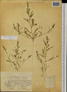 Corispermum crassifolium Turcz., Siberia, Central Siberia (S3) (Russia)