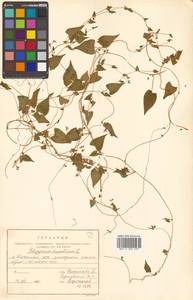 Fallopia dumetorum (L.) Holub, Siberia, Russian Far East (S6) (Russia)