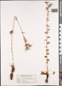 Eryngium tricuspidatum subsp. occidentalis Wörz, Africa (AFR) (Morocco)