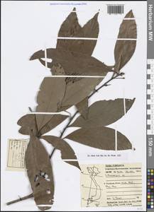 Lithocarpus, South Asia, South Asia (Asia outside ex-Soviet states and Mongolia) (ASIA) (Vietnam)