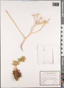 Prangos cheilanthifolia Boiss., South Asia, South Asia (Asia outside ex-Soviet states and Mongolia) (ASIA) (Iran)