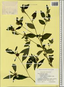 Carpesium cernuum L., Caucasus, Black Sea Shore (from Novorossiysk to Adler) (K3) (Russia)