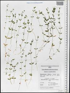 Stellaria crassifolia Ehrh., Eastern Europe, Northern region (E1) (Russia)