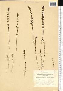 Euphrasia ×vernalis List, Siberia, Altai & Sayany Mountains (S2) (Russia)