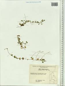 Linnaea borealis L., Siberia, Chukotka & Kamchatka (S7) (Russia)