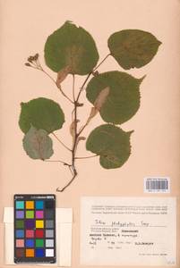 Tilia platyphyllos Scop., Eastern Europe, Western region (E3) (Russia)