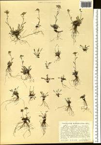 Leontopodium antennarioides Soczava, Siberia, Russian Far East (S6) (Russia)