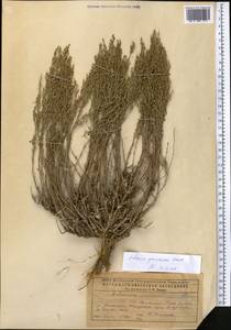 Artemisia gracilescens Krasch. & Iljin, Middle Asia, Caspian Ustyurt & Northern Aralia (M8) (Kazakhstan)