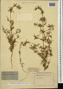Petrosimonia brachiata (Pall.) Bunge, Caucasus, Armenia (K5) (Armenia)
