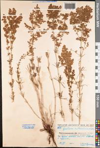 Galium verum subsp. verum, Eastern Europe, North Ukrainian region (E11) (Ukraine)