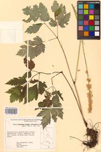 Actaea simplex (DC.) Wormsk. ex Fisch. & C. A. Mey., Siberia, Russian Far East (S6) (Russia)