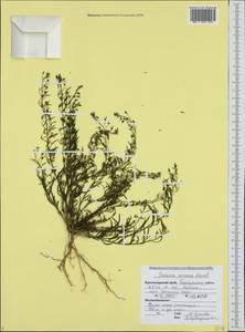 Thesium ramosum Hayne, Caucasus, Black Sea Shore (from Novorossiysk to Adler) (K3) (Russia)