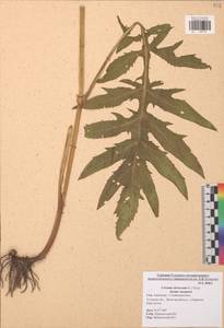 Cirsium oleraceum (L.) Scop., Eastern Europe, Central region (E4) (Russia)