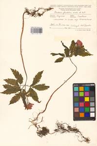 Cardamine glanduligera O.Schwarz, Eastern Europe, West Ukrainian region (E13) (Ukraine)