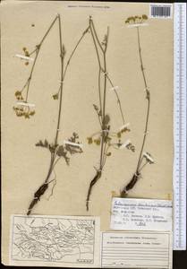 Aulacospermum tianschanicum (Korovin) C. Norman, Middle Asia, Western Tian Shan & Karatau (M3) (Kyrgyzstan)