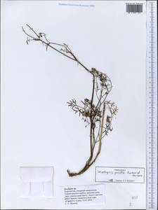 Seselopsis pusilla M.G. Pimenov & T.V. Lavrova, Middle Asia, Pamir & Pamiro-Alai (M2) (Kyrgyzstan)