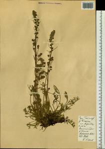 Artemisia borealis Pall., Siberia, Central Siberia (S3) (Russia)