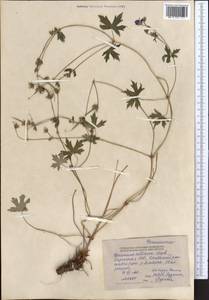 Geranium collinum Stephan ex Willd., Middle Asia, Northern & Central Tian Shan (M4) (Kyrgyzstan)