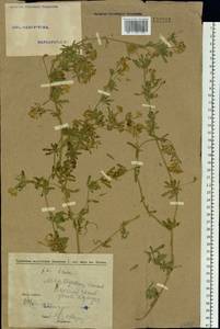 Medicago falcata L., Siberia, Altai & Sayany Mountains (S2) (Russia)