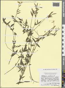 Lathyrus pratensis L., Caucasus, Stavropol Krai, Karachay-Cherkessia & Kabardino-Balkaria (K1b) (Russia)