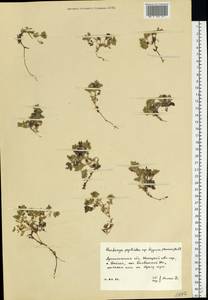 Honckenya peploides (L.) Ehrh., Eastern Europe, Northern region (E1) (Russia)