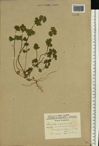 Lamium amplexicaule L., Eastern Europe, South Ukrainian region (E12) (Ukraine)