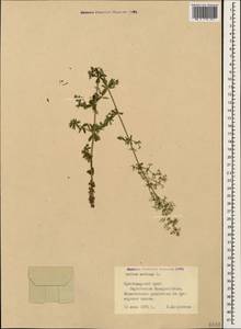 Galium mollugo L., Caucasus, Black Sea Shore (from Novorossiysk to Adler) (K3) (Russia)