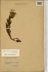 Huynhia pulchra (Willd. ex Roem. & Schult.) Greuter & Burdet, Caucasus, Stavropol Krai, Karachay-Cherkessia & Kabardino-Balkaria (K1b) (Russia)