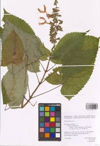 MHA 0 007 790, Salvia glutinosa L., Eastern Europe, Central region (E4) (Russia)