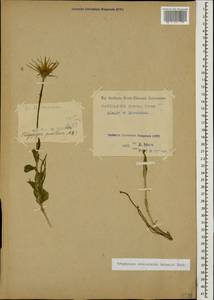 Tragopogon reticulatus Boiss. & A. Huet, Caucasus, North Ossetia, Ingushetia & Chechnya (K1c) (Russia)