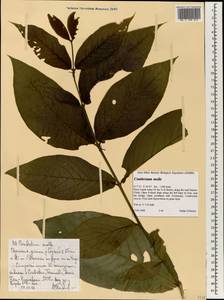 Combretum molle R. Br. ex G. Don, Africa (AFR) (Ethiopia)