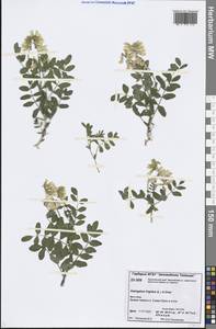 Astragalus frigidus (L.) A.Gray, Siberia, Central Siberia (S3) (Russia)