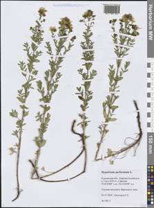 Hypericum perforatum L., Siberia, Western Siberia (S1) (Russia)