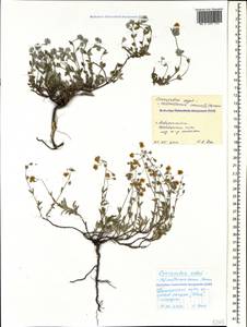 Helianthemum canum, Caucasus, Black Sea Shore (from Novorossiysk to Adler) (K3) (Russia)