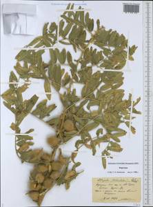 Astragalus testiculatus Pall., Middle Asia, Western Tian Shan & Karatau (M3) (Kyrgyzstan)