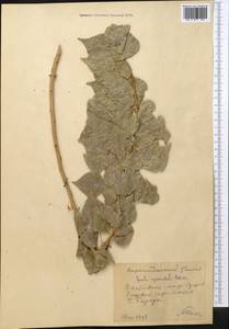 Populus nigra var. italica (Moench) Koehne, Middle Asia, Caspian Ustyurt & Northern Aralia (M8) (Kazakhstan)