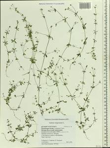 Galium uliginosum L., Eastern Europe, Northern region (E1) (Russia)