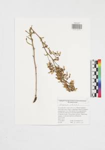 Campanula sibirica L., Eastern Europe, Central region (E4) (Russia)