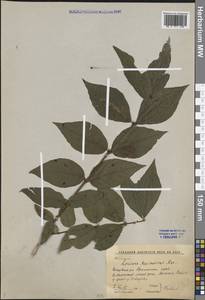 Lonicera maximowiczii (Rupr.) Regel, Siberia, Russian Far East (S6) (Russia)