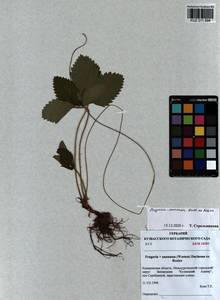 Fragaria × ananassa (Weston) Rozier, Siberia, Altai & Sayany Mountains (S2) (Russia)