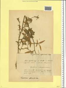 Sisymbrium officinale (L.) Scop., Eastern Europe, Belarus (E3a) (Belarus)