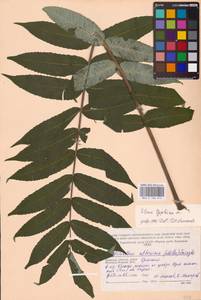 Rhus typhina L., Eastern Europe, Western region (E3) (Russia)