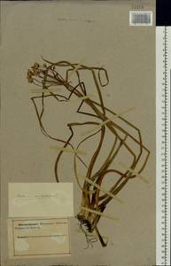 Butomus umbellatus L., Eastern Europe, Northern region (E1) (Russia)