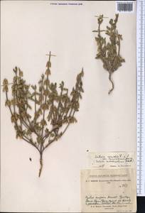 Salvia viridis L., Middle Asia, Kopet Dag, Badkhyz, Small & Great Balkhan (M1) (Turkmenistan)