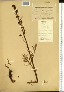 Artemisia norvegica, Siberia, Chukotka & Kamchatka (S7) (Russia)