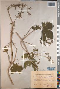 Humulus scandens (Lour.) Merr., Siberia, Russian Far East (S6) (Russia)