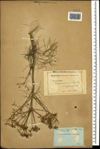 Bilacunaria microcarpa (M. Bieb.) Pimenov & V. N. Tikhom., Caucasus (no precise locality) (K0)
