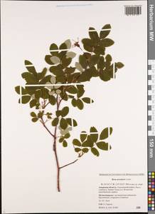 Rosa acicularis Lindl., Siberia, Russian Far East (S6) (Russia)