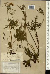 Ranunculus polyanthemos subsp. meyerianus (Rupr.) Elenevsky & Derv.-Sokol., Caucasus, Krasnodar Krai & Adygea (K1a) (Russia)